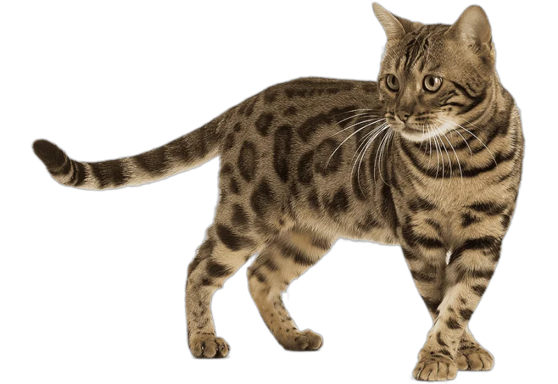 png clipart bengal cat bengal cat siberian cat sphynx cat somali cat siamese cat kitten mammal cat like mammal