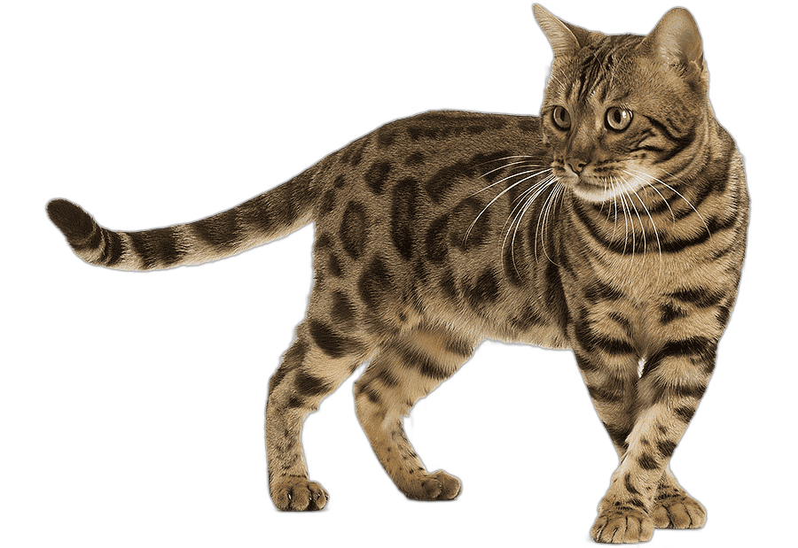 png clipart bengal cat bengal cat siberian cat sphynx cat somali cat siamese cat kitten mammal cat like mammal
