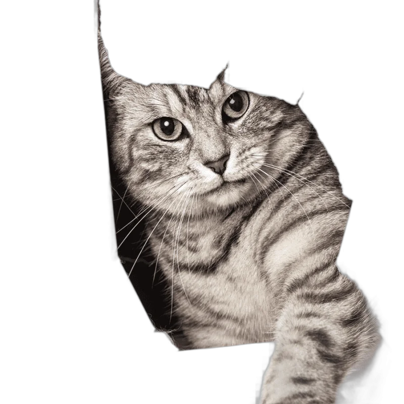 png clipart big cat kitten dog pet door pet cat silver tabby cat in hole game child