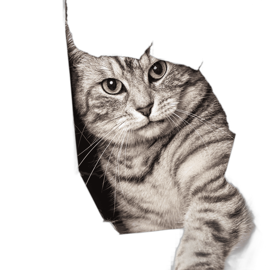 png clipart big cat kitten dog pet door pet cat silver tabby cat in hole game child