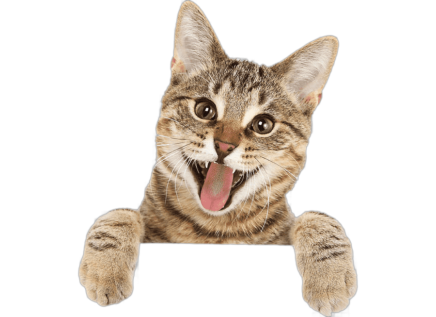 png clipart brown cat illustration bengal cat british shorthair ragdoll turkish angora kitten cat tongue cat like mammal carnivoran