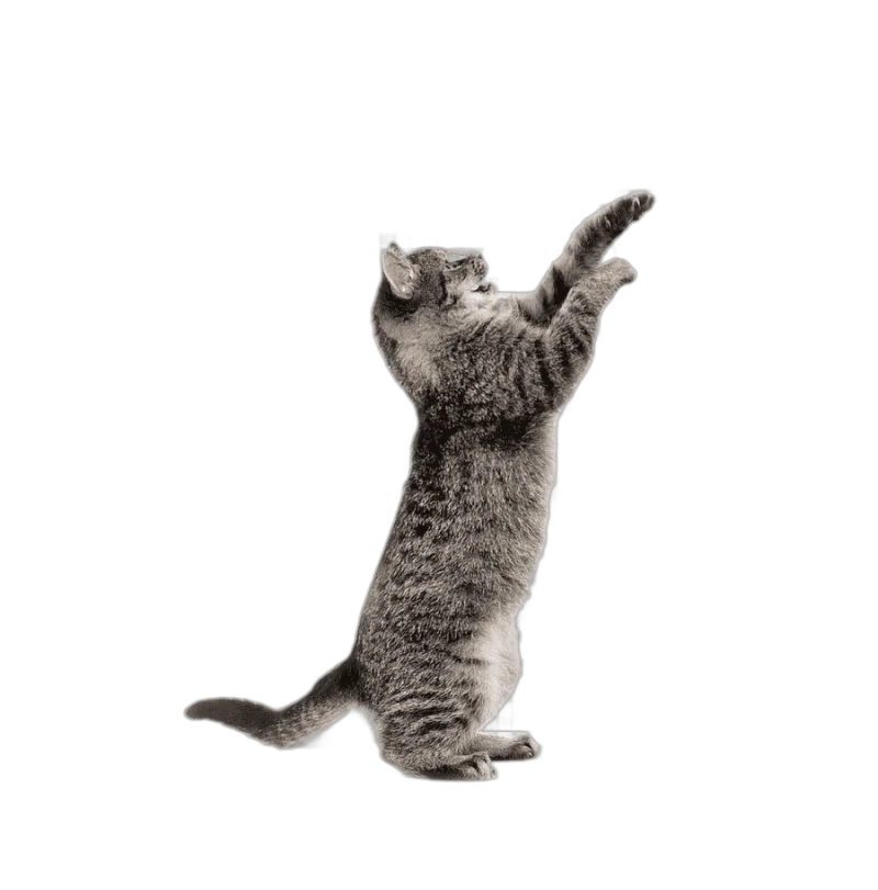 png clipart brown tabby cat cat mouse dog toy pet cute cat mammal cat like mammal