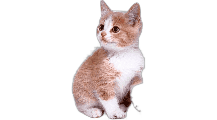 png clipart cat animal lovely