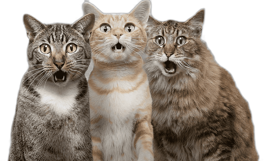 png clipart cat dog pet surprised cat three cats illustration painted animals