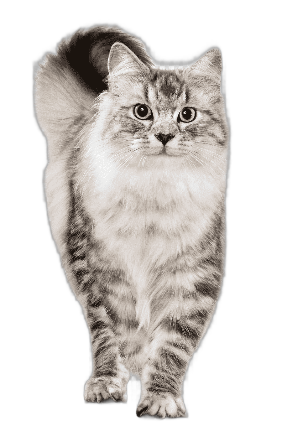 png clipart cat food chicken as food cat mammal food