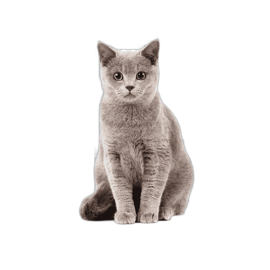 png clipart cat gray kitten scheming cat