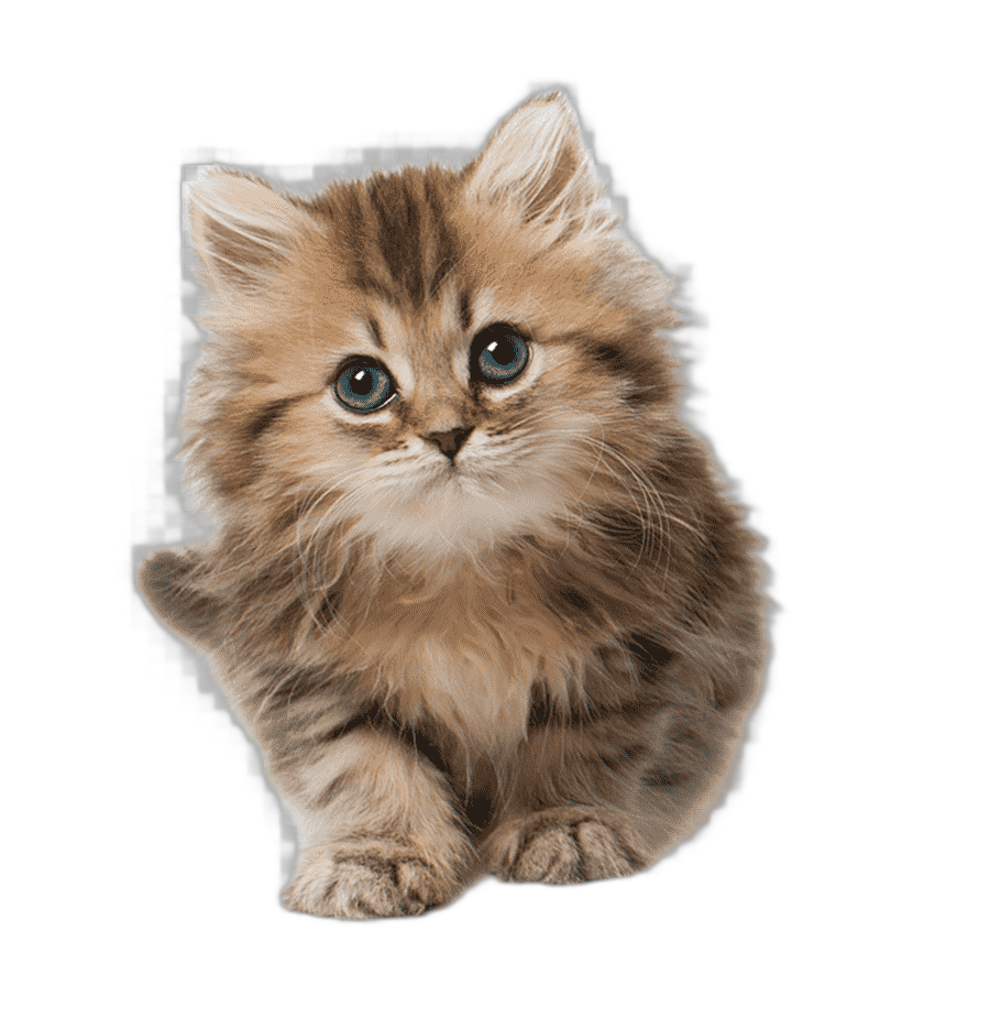 png clipart cat kitten cuteness cat brown tabby kitten household animals