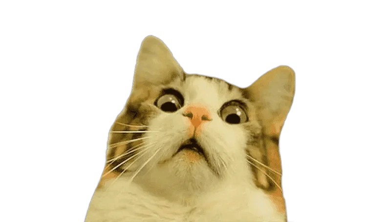 png clipart cat kitten humour puppy mouse cat face cat like mammal