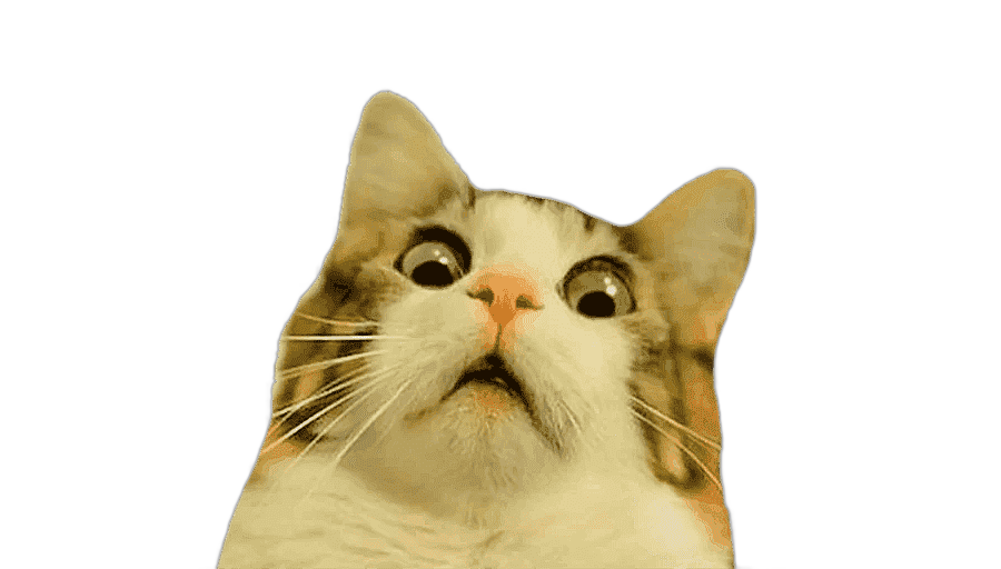 png clipart cat kitten humour puppy mouse cat face cat like mammal