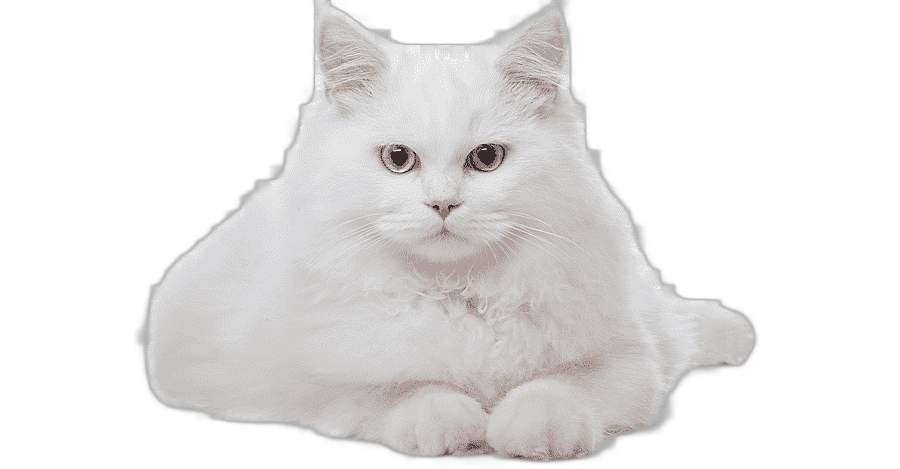 png clipart cat kitten veterinarian cat white mammal