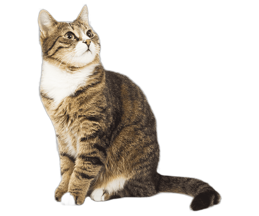 png clipart cat kitty creative cat