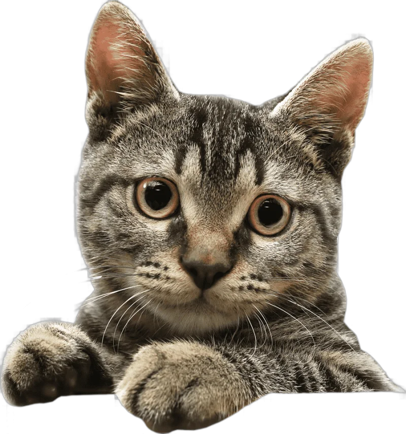 png clipart cats cats