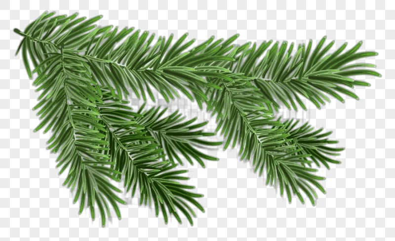 png clipart christmas resource green christmas tree leaf