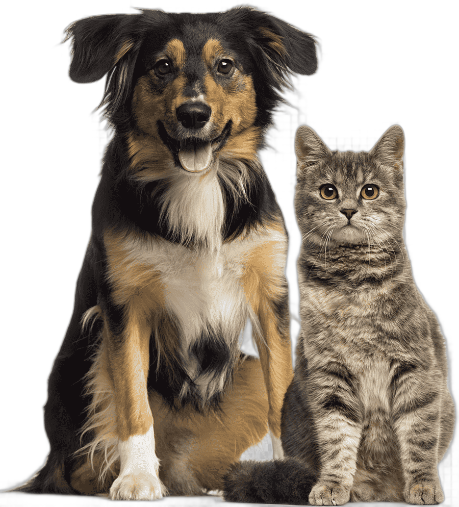 png clipart dog cat relationship dog cat relationship pet sitting veterinarian cat animals cat like mammal