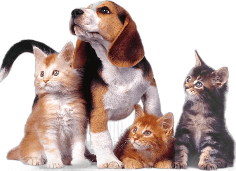png clipart dog cat relationship puppy dog cat relationship kitten cat animals cat like mammal