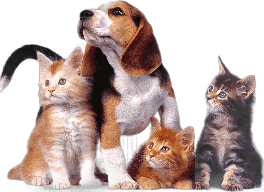 png clipart dog cat relationship puppy dog cat relationship kitten cat animals cat like mammal