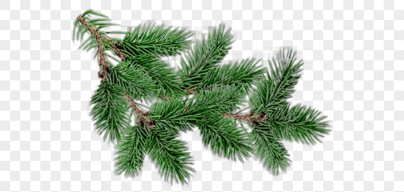 png clipart fir pine christmas tree christmas tree holidays branch