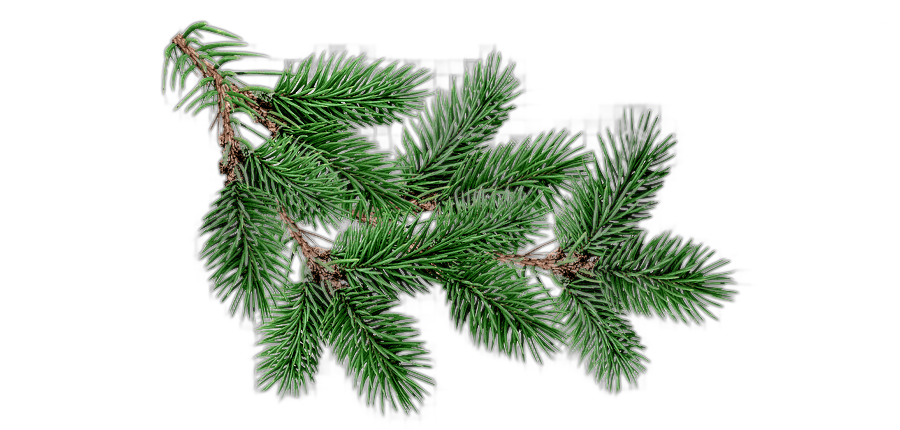 png clipart fir pine christmas tree christmas tree holidays branch