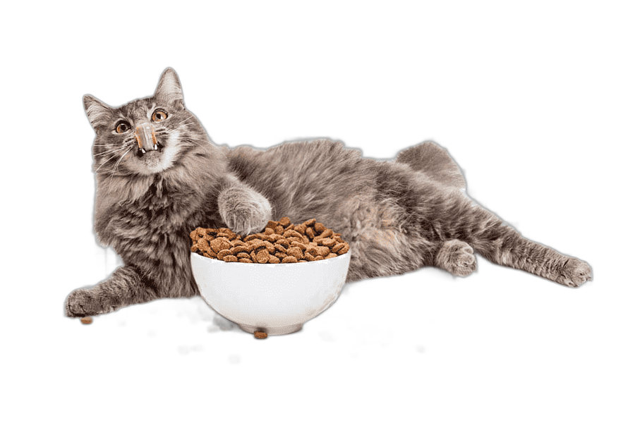 png clipart gray cat eating brown cat food cat and cat food other food