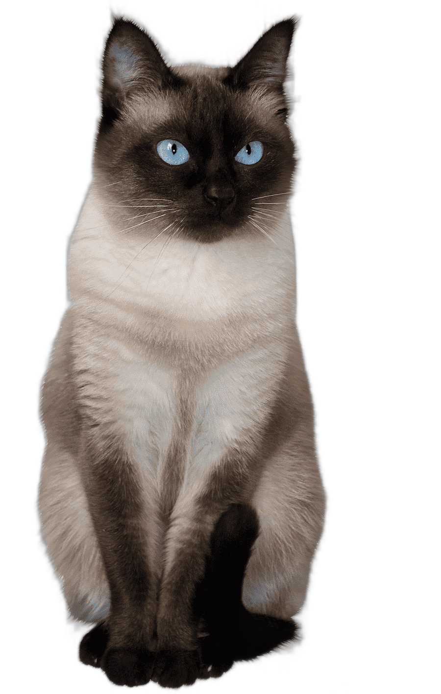 png clipart himalayan cat thai cat siamese cat balinese cat birman ragdoll cat mammal animals