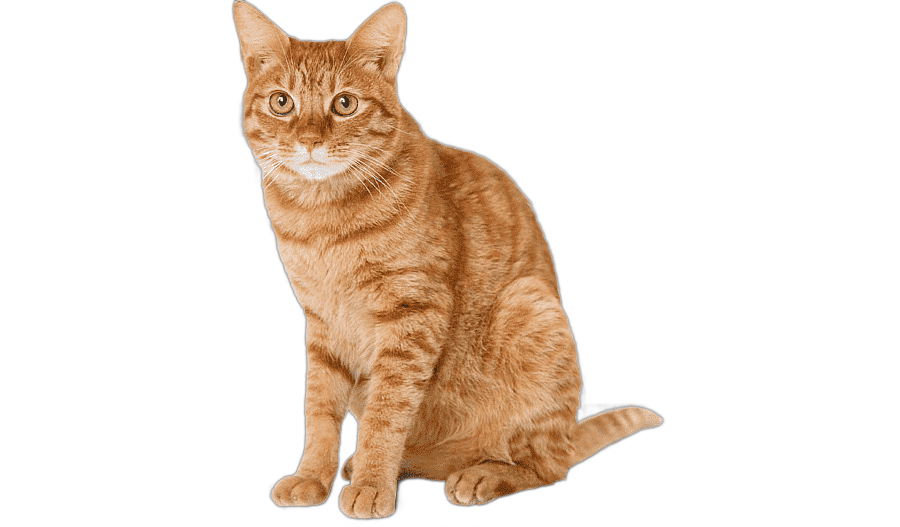 png clipart orange tabby cat cat ginger animals cats