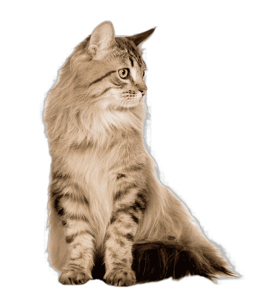 png clipart persian cat siberian cat norwegian forest cat maine coon kitten cats mammal animals