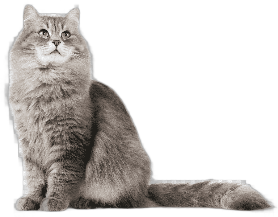 png clipart siberian cat kitten dog cat hd mammal animals