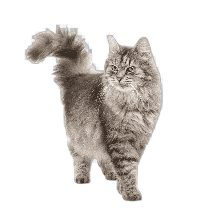 png clipart walking gray cat persian cat siberian cat dog cat food pet ruffled hair cat mammal cat like mammal