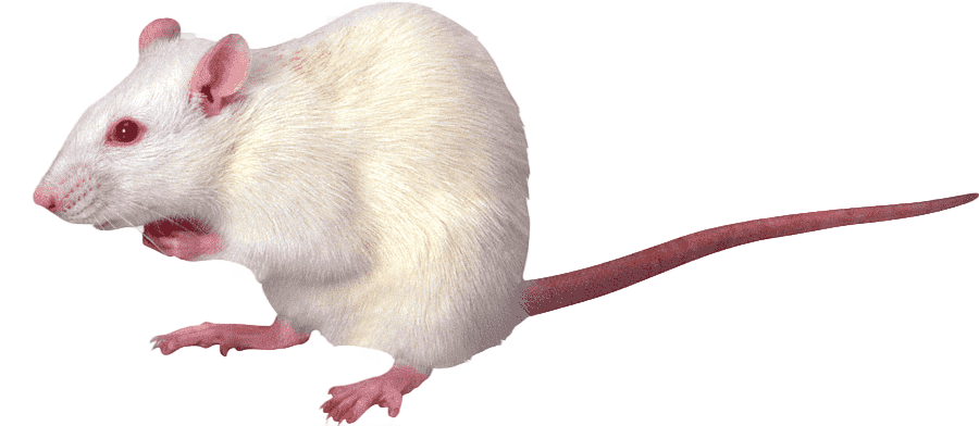 png clipart acoustic imaging medical imaging acoustic effect ultrasound ultrasonography mo