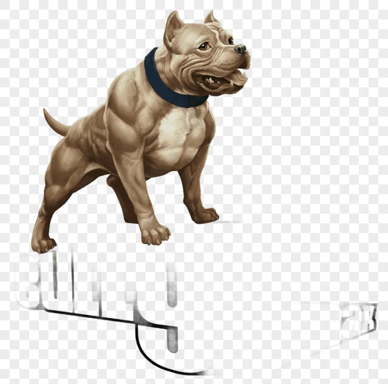 png clipart american bully american pit bull terrier american bulldog bull mammal animals