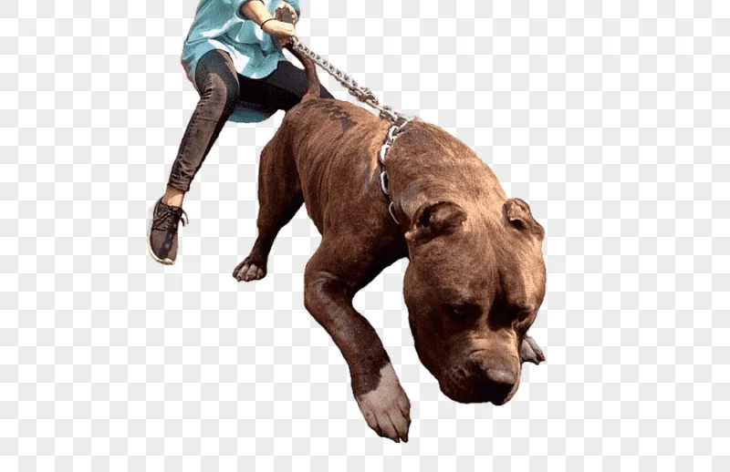 png clipart american bully american pit bull terrier bulldog puppy puppy animals carnivoran