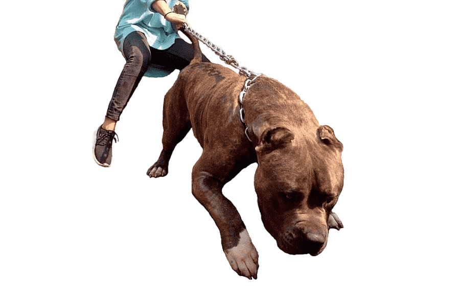 png clipart american bully american pit bull terrier bulldog puppy puppy animals carnivoran