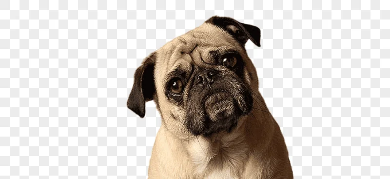 png clipart american bully pet sitting french bulldog the dog listener dog grooming pug ma