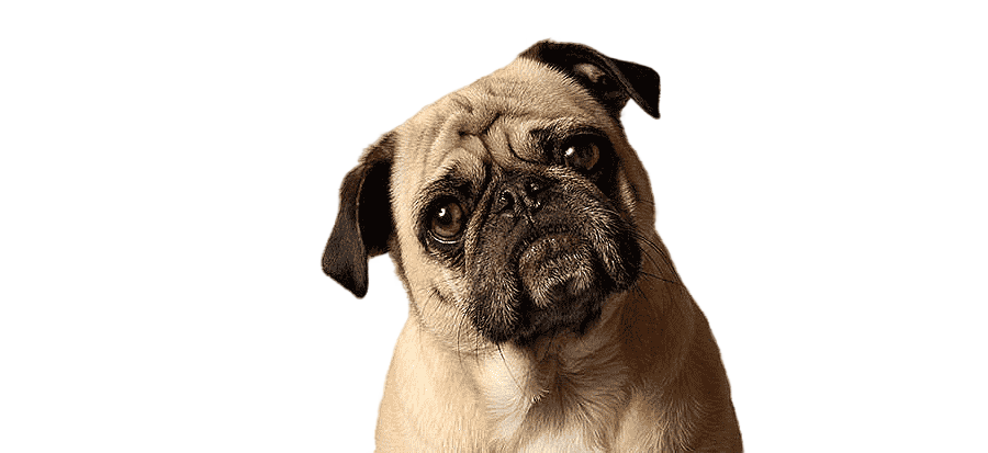 png clipart american bully pet sitting french bulldog the dog listener dog grooming pug ma