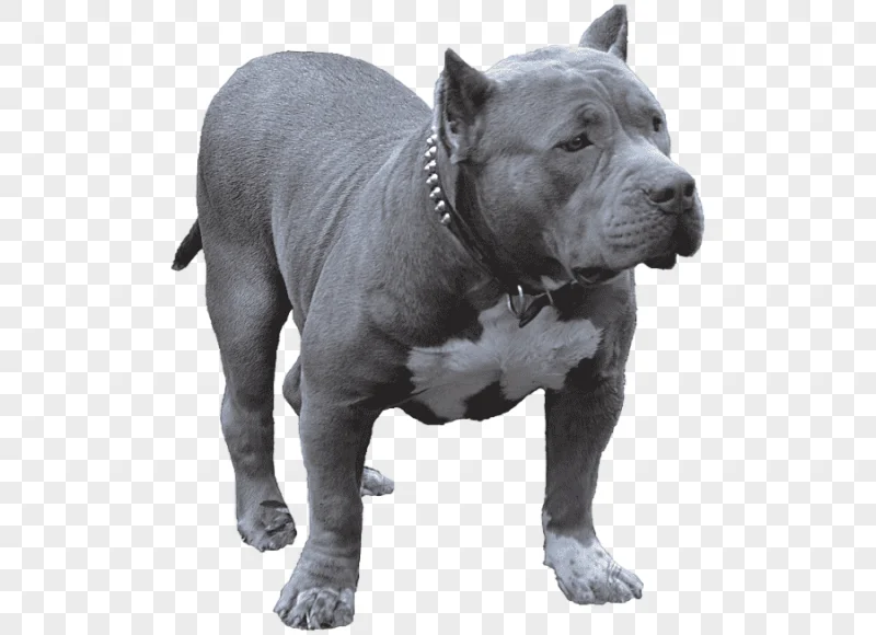 png clipart american pit bull terrier american bully dog breed toy bulldog loose coat misc