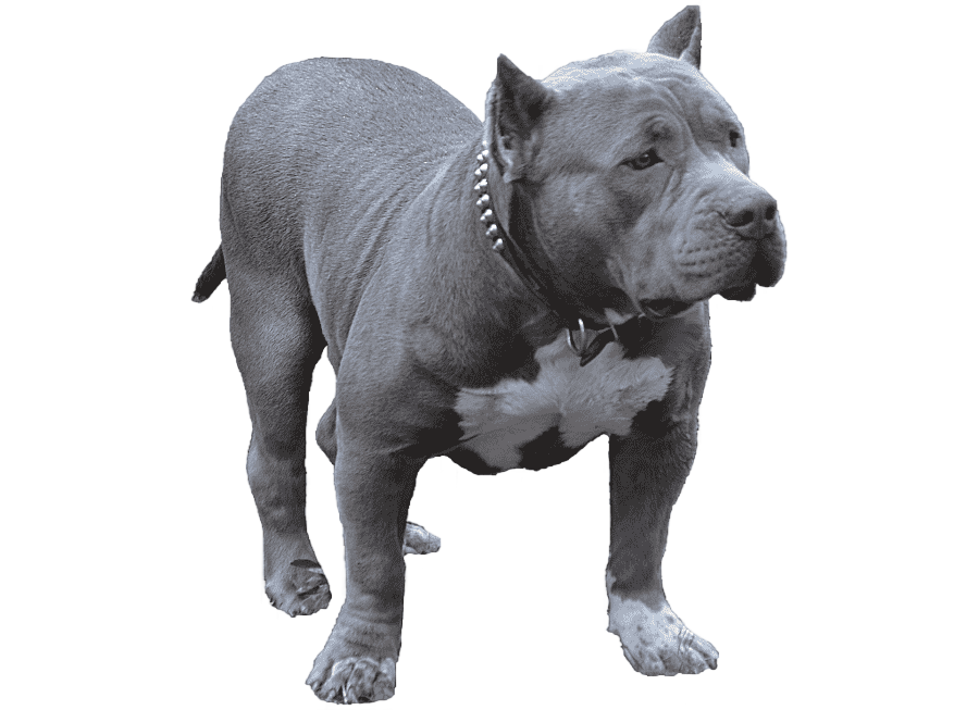 png clipart american pit bull terrier american bully dog breed toy bulldog loose coat misc