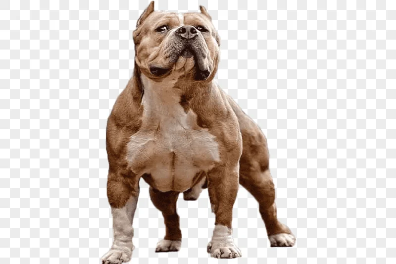 png clipart american pit bull terrier american bully rottweiler american bully carnivoran pet