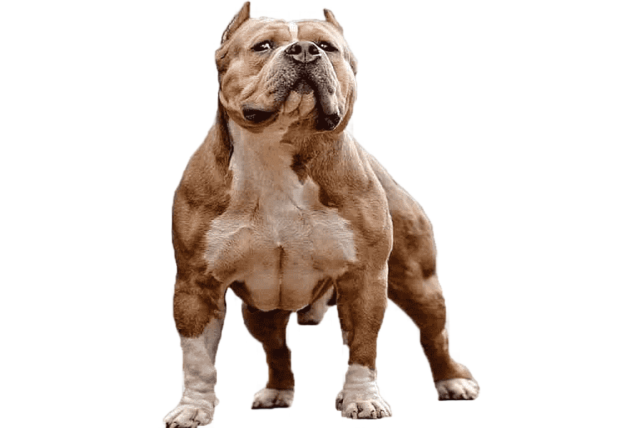 png clipart american pit bull terrier american bully rottweiler american bully carnivoran pet