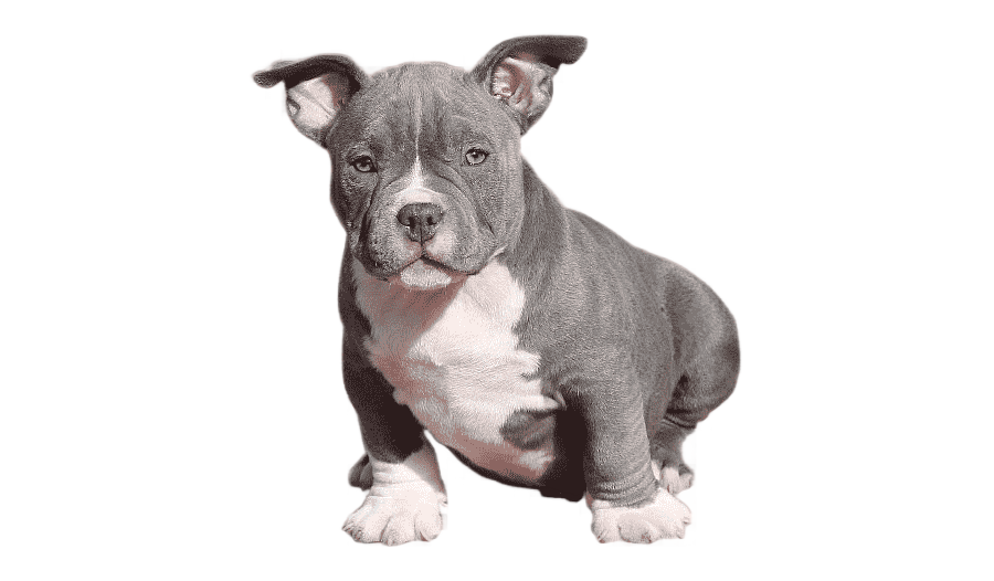 png clipart american pit bull terrier american staffordshire terrier dog breed staffordshi