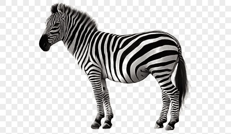 png clipart animal zebra animal zebra