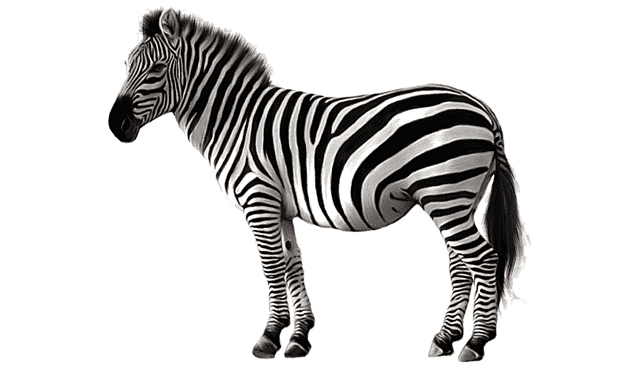 png clipart animal zebra animal zebra