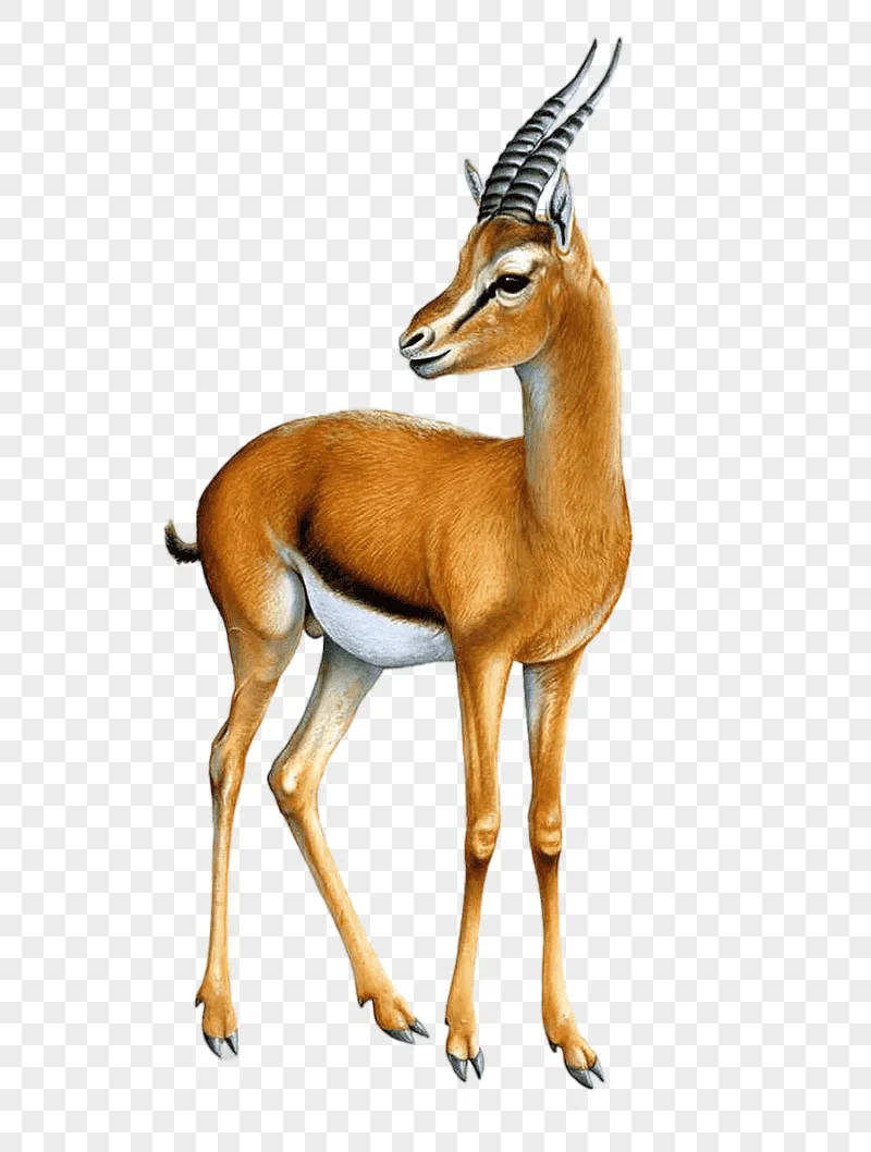 png clipart antelope gazelle antelope gazelle mammal image file formats