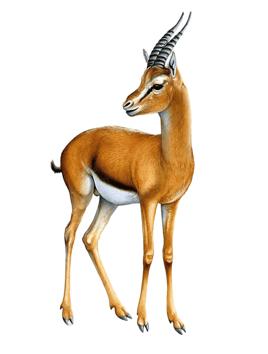png clipart antelope gazelle antelope gazelle mammal image file formats