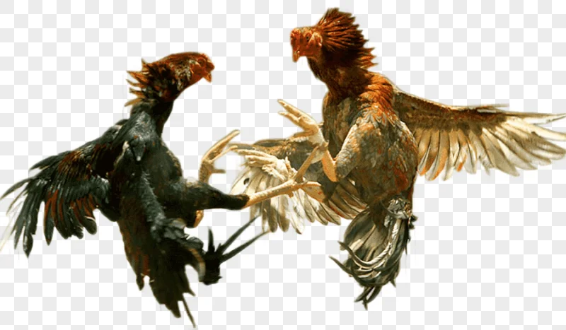 png clipart asil chicken phoenix chicken cockfight rooster combat others miscellaneous game