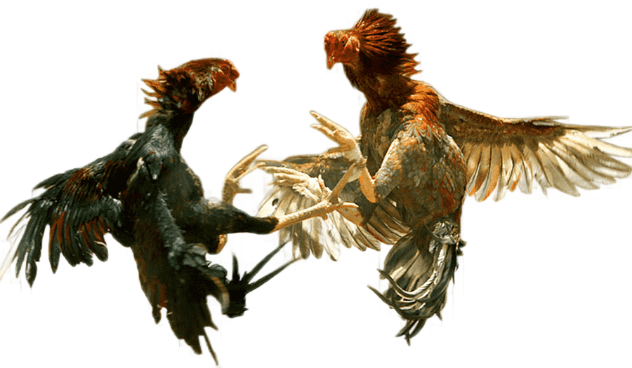 png clipart asil chicken phoenix chicken cockfight rooster combat others miscellaneous game