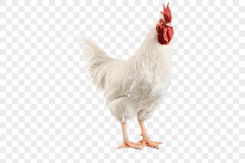 png clipart baby food chicken pizza burrito chicken food animals