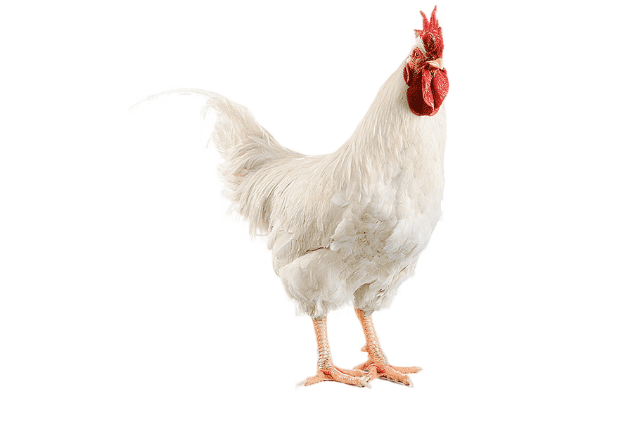 png clipart baby food chicken pizza burrito chicken food animals