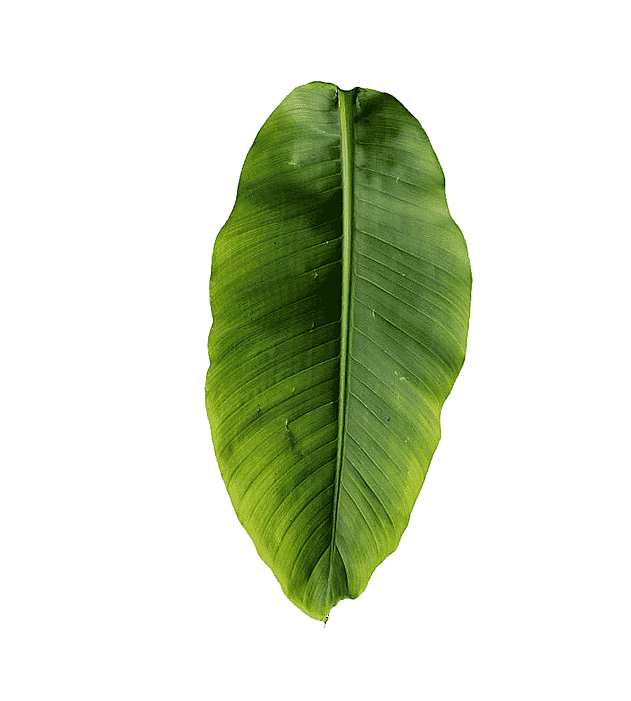png clipart banana leaves in kind banana leaves