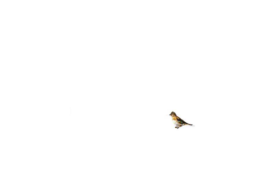 png clipart bird on open window window cartoon animation drawing cartoon windows cartoon c