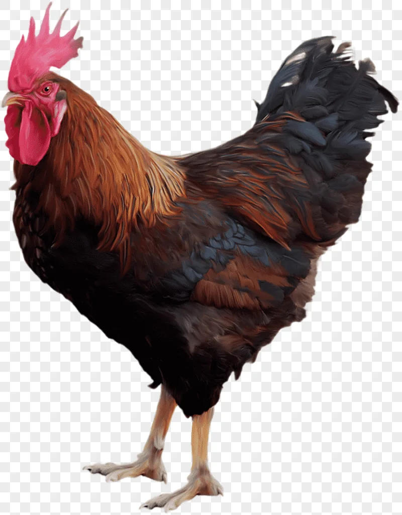 png clipart black and red rooster chicken rooster cock animals galliformes